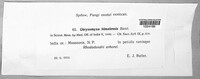Chrysomyxa himalensis image